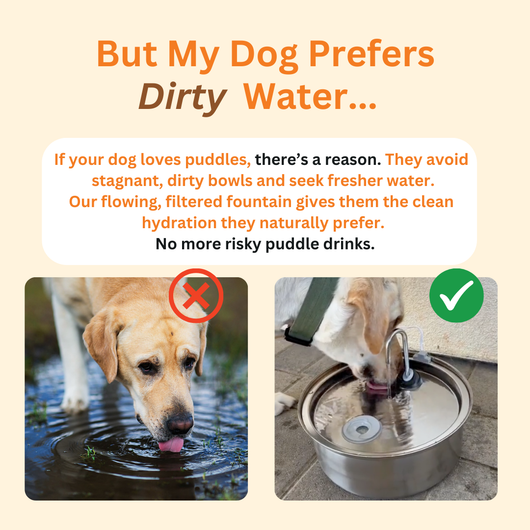 The Doggy Fountain™ UGC